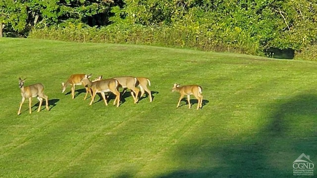 273 E Conesville Rd, Conesville, NY 12076 - view of grassy yard