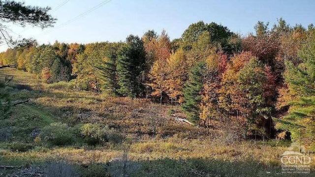 273 E Conesville Rd, Conesville, NY 12076 - view of wooded area