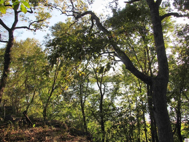 view of local wilderness