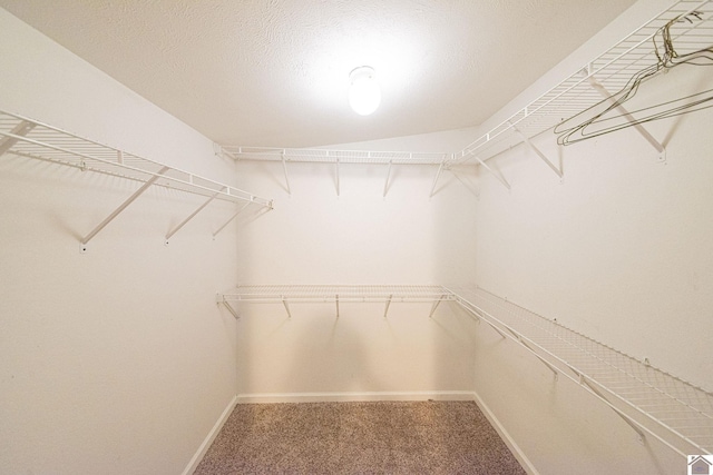 walk in closet featuring carpet floors