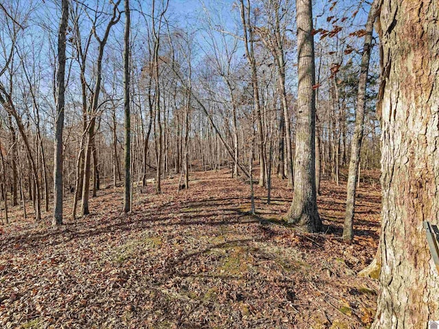 view of local wilderness