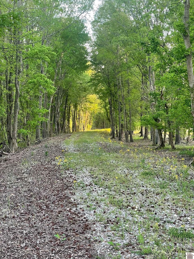 3480 Radio Rd, Almo, KY 42020 - view of nature