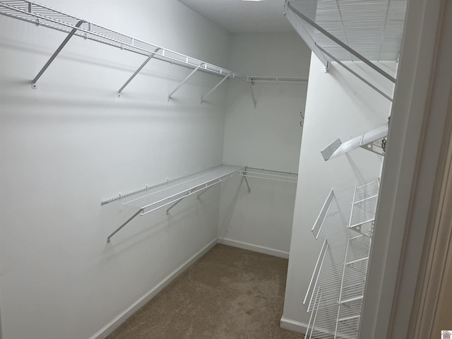 spacious closet featuring carpet