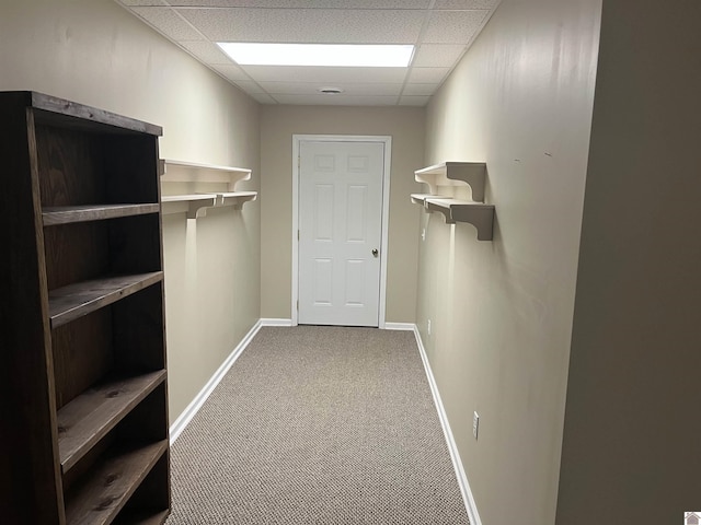 walk in closet with a paneled ceiling and carpet