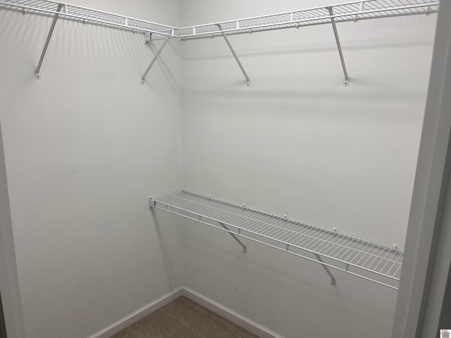 walk in closet featuring carpet flooring