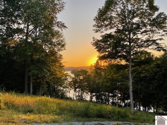 view of local wilderness