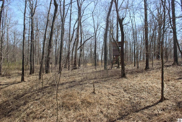 view of local wilderness