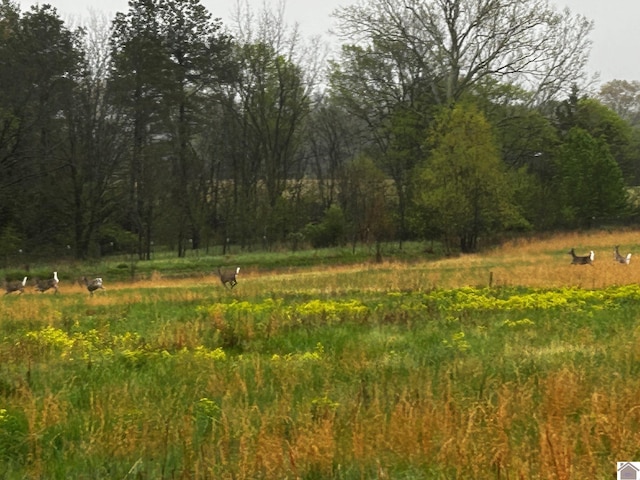 view of local wilderness with a wooded view