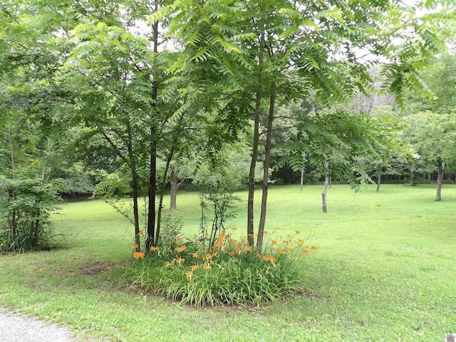 150 Sills Ln, Benton, KY 42025 - view of green lawn