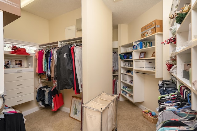 spacious closet featuring carpet