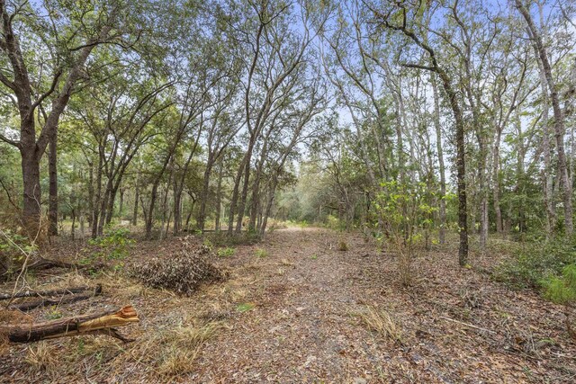 view of local wilderness