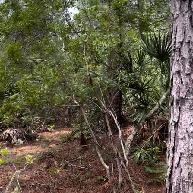 0 Carter Rd, Saint Augustine, FL 32086 - photo 7