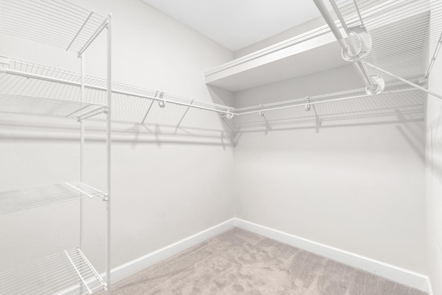 walk in closet featuring carpet flooring