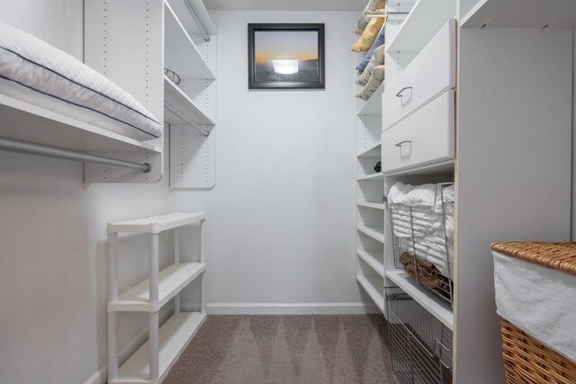 walk in closet featuring carpet floors