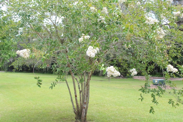 173 Dog Branch Rd, East Palatka, FL 32131 - photo 9