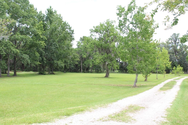 173 Dog Branch Rd, East Palatka, FL 32131 - photo 4
