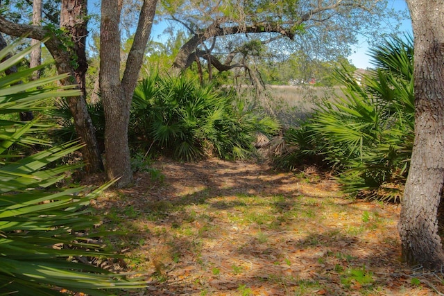 3330 Lewis Speedway, Saint Augustine, FL 32084 - view of local wilderness