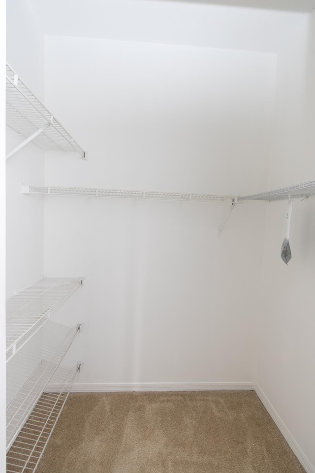 spacious closet with carpet floors