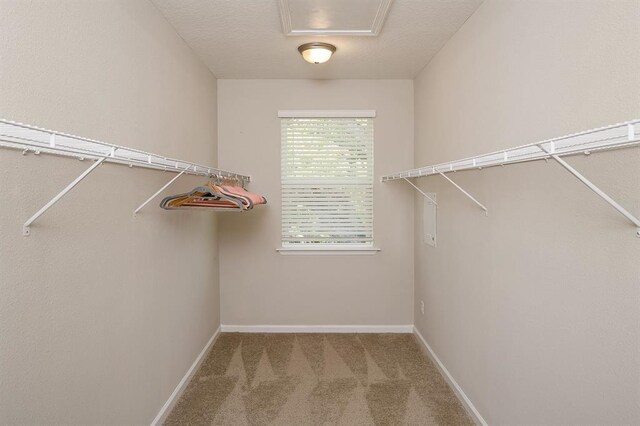 spacious closet featuring carpet