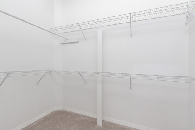 spacious closet featuring carpet floors