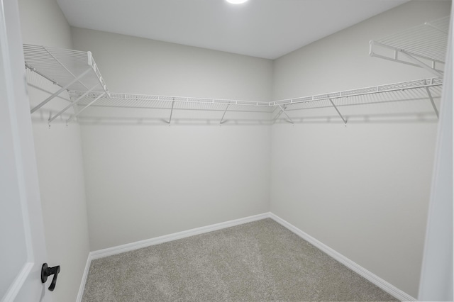 spacious closet featuring carpet flooring