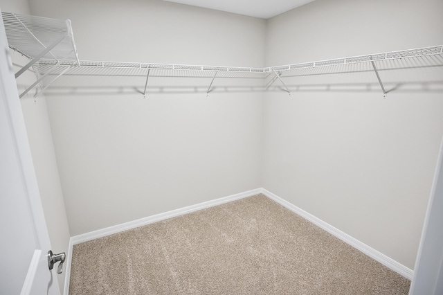 spacious closet with carpet