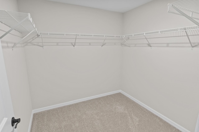 walk in closet with carpet flooring