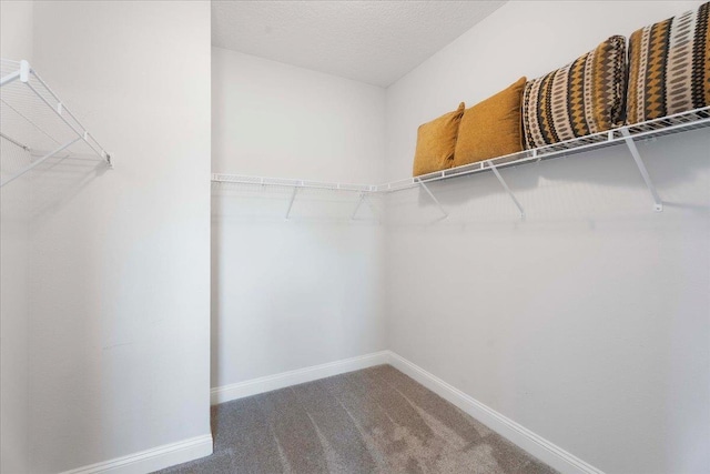295 Ferndale Way, Saint Augustine, FL 32092 - walk in closet featuring carpet