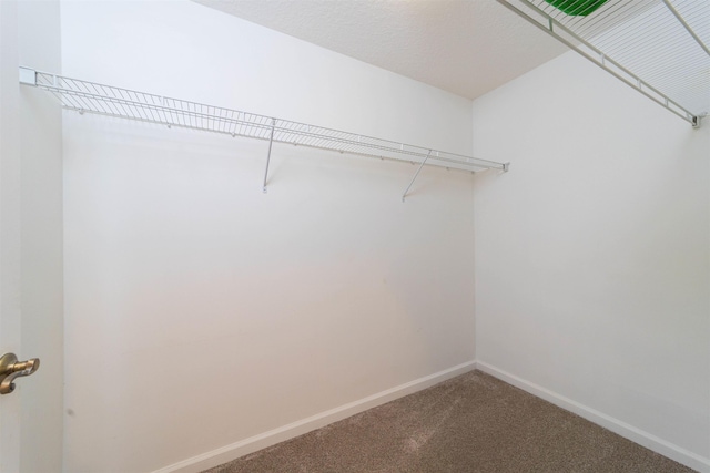 117 Laurel Wood Way Unit 105, Saint Augustine, FL 32086 - walk in closet with carpet flooring