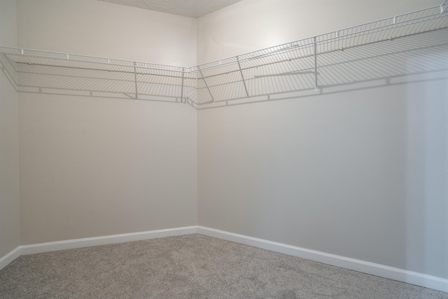 spacious closet featuring carpet