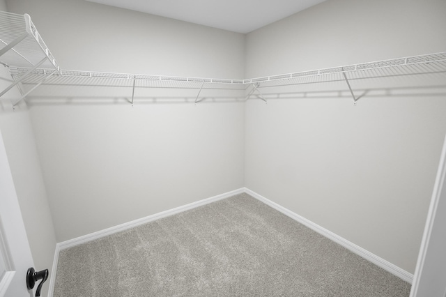 spacious closet featuring carpet