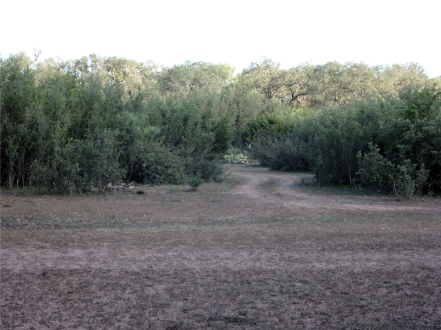 view of local wilderness