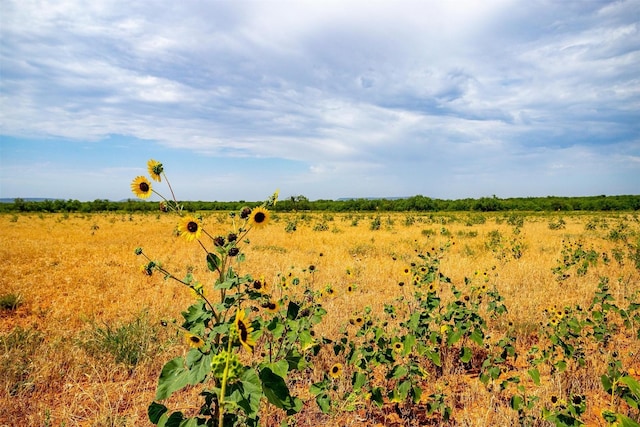 view of local wilderness featuring a rural view