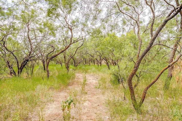 view of local wilderness