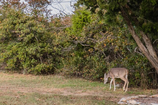 LOT95 Cliffs Dr, Possum Kingdom Lake TX, 76449 land for sale