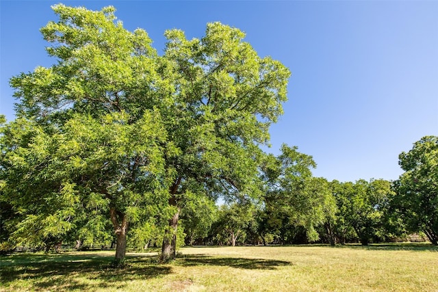 view of local wilderness