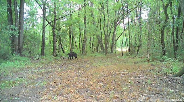 view of local wilderness