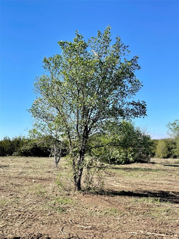 view of local wilderness