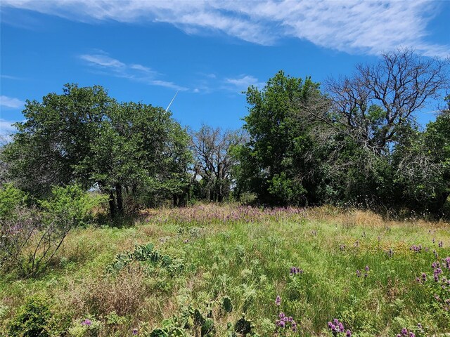 view of local wilderness