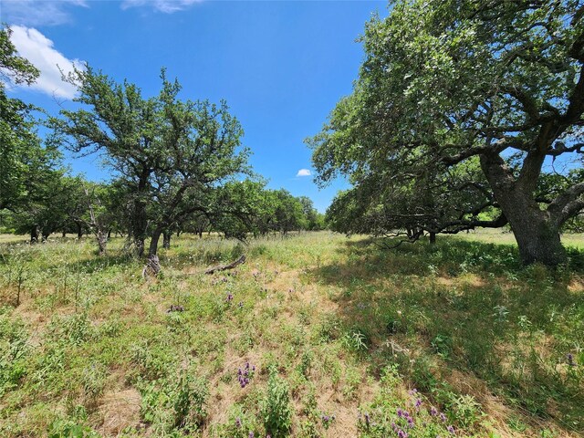 view of local wilderness with a rural view