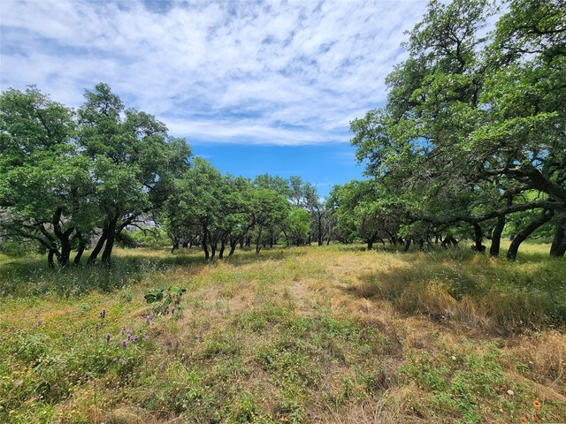 view of local wilderness