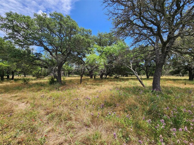 view of local wilderness