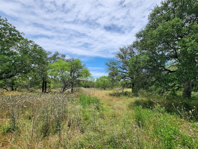 view of local wilderness