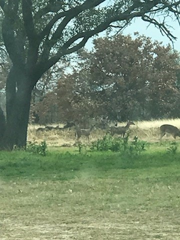 view of local wilderness