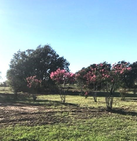 view of yard with a rural view