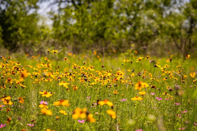 Listing photo 2 for TBD Cr 195, Gorman TX 76454