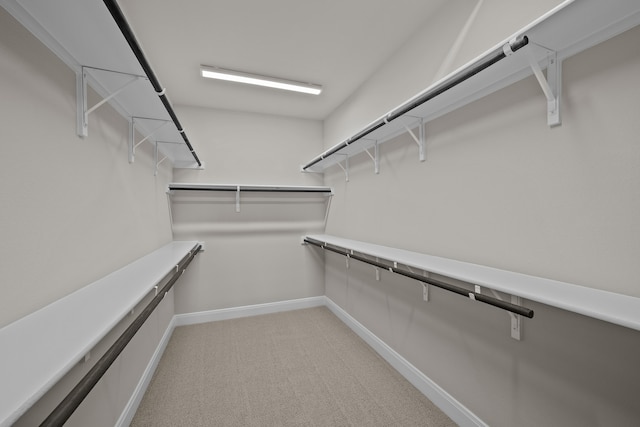 spacious closet featuring carpet