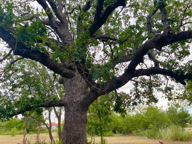 view of nature