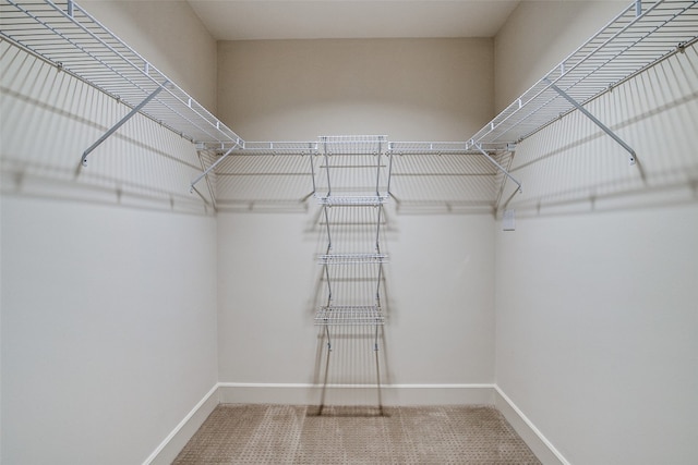 spacious closet featuring carpet floors