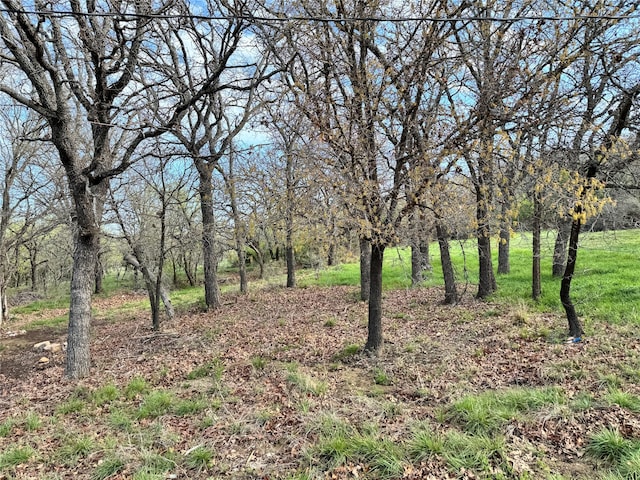 view of local wilderness